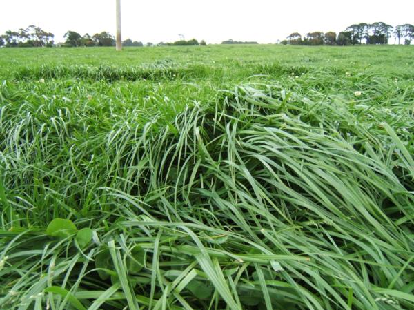 Halo AR37 tetraploid perennial ryegrass is the proven performer, with increased yield and persistent over the competition